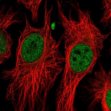 Anti-BAP1 antibody produced in rabbit