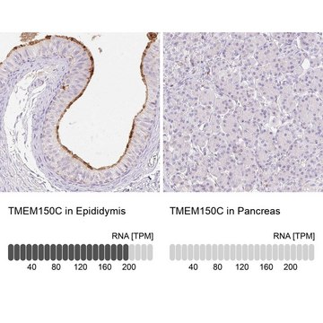 Anti-TMEM150C antibody produced in rabbit