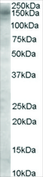 Anti-AS160/TBC1D4 antibody produced in goat