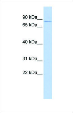 Anti-KCND2 antibody produced in rabbit