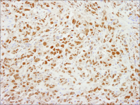Rabbit anti-CRM1 Antibody, Affinity Purified