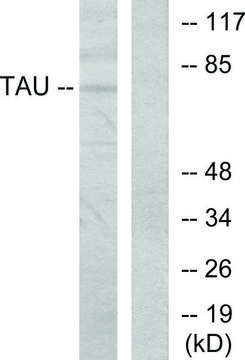 Anti-TAU antibody produced in rabbit