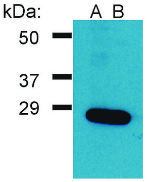 Anti-GRB2 antibody produced in rabbit