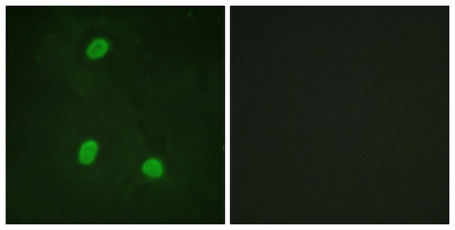 Anti-NIPA antibody produced in rabbit