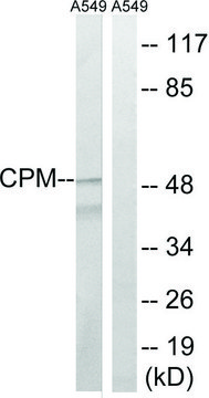 Anti-CPM antibody produced in rabbit