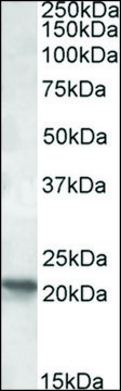 Anti-POLR2G antibody produced in goat