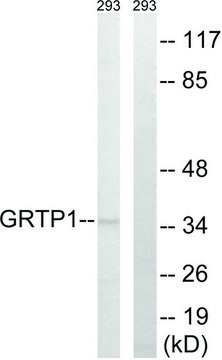 Anti-GRTP1 antibody produced in rabbit