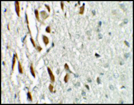 Anti-TSHZ3 antibody produced in rabbit