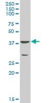 Anti-NY-SAR-48 antibody produced in mouse