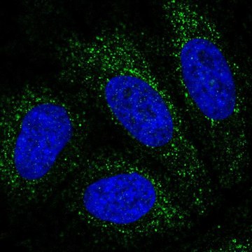 Anti-PBX4 antibody produced in rabbit