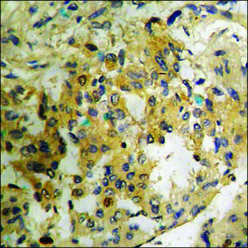 Anti-phospho-RFWD2 (pSer³??) antibody produced in
