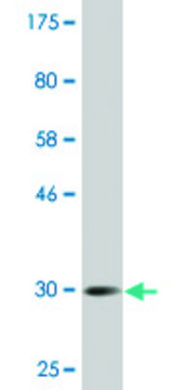 Monoclonal Anti-CGB2, (N-terminal) antibody produced