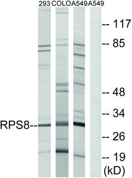 Anti-RPS8 antibody produced in rabbit