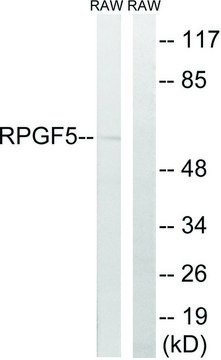 Anti-RAPGEF5 antibody produced in rabbit