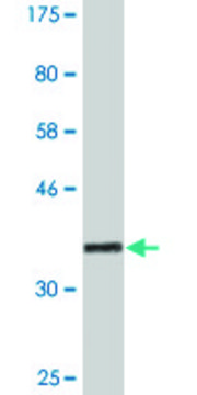 Monoclonal Anti-RSU1, (C-terminal) antibody produced