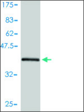 Monoclonal Anti-ARL5A antibody produced in