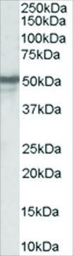 Anti-Neuropeptide Y Receptor Y5 antibody