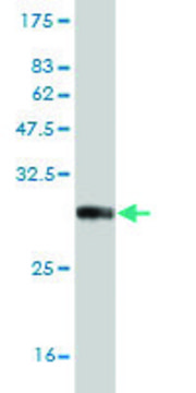ANTI-NKX3-1 antibody produced in mouse
