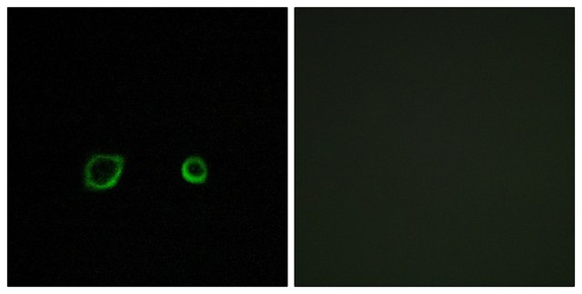 Anti-CNTN4 antibody produced in rabbit