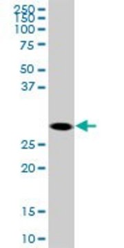 Monoclonal Anti-SOX15 antibody produced in
