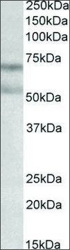 Anti-CNR1 antibody produced in goat