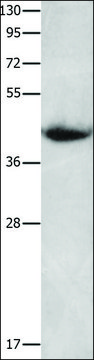 Anti-CNTFR antibody produced in rabbit